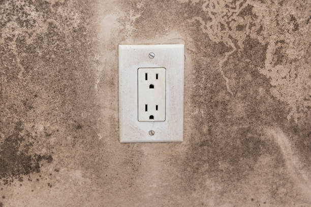 Professional Mold Removal in Brownsville, KY