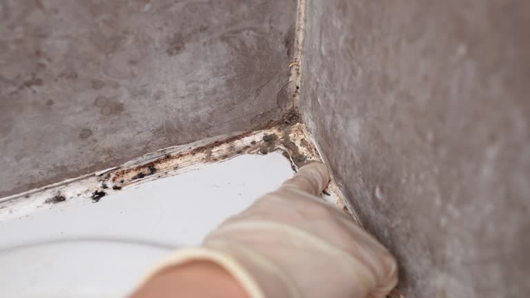 Best Dehumidification Services  in Brownsville, KY